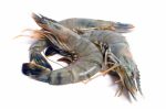 Black Shrimp Head On 8/12, 1000g, Ben's - Image 2