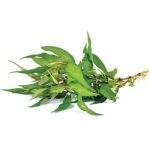 Preaw blade, 100g, KFT - Image 2