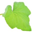 Græskar blade, 200g, KFT, THA - Image 2