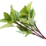 Basilikum sød, 150g, THA - Image 2