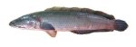 Slangehovedfisk, 1kg,  Asian Pearl, VNM - Image 2