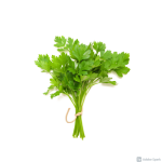 Koriander frisk - Image 2