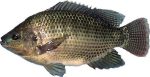 Sort Tilapia fisk IQF - Image 2